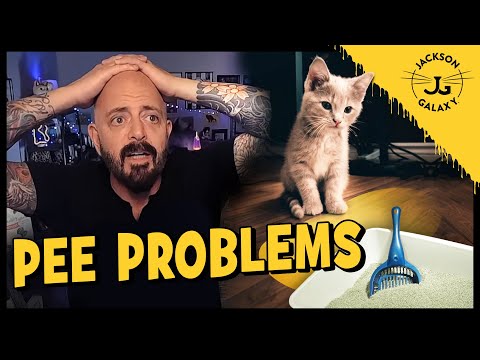 Why Does Your Cat Pee Out of the Litter Box? - YouTube