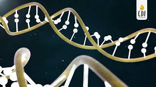 DNA Double Helix