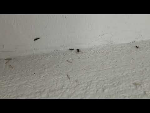 Boiler Room Infested with Termite Swarmers in Old Bridge, NJ