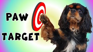 Fun Dog Tricks: Teach Your Cavalier King Charles Spaniel to Target with Their Paws