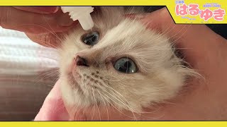 風邪ひき子猫に目薬をキメる【召喚獣はるとゆき】