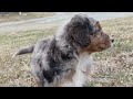 Aussiedoodle dogs for sale: Snickers Standard - Video 1