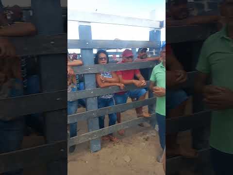 Feira de gado em Craibas Alagoas 29/11/25#gado #pecuarista #fernandodiasagricultor