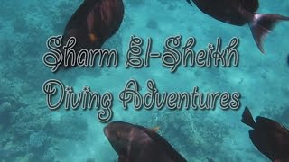 preview picture of video 'Sharm El-Sheikh Diving Adventures'