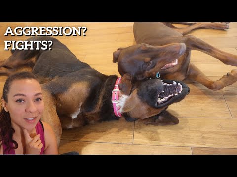 What You SHOULD Know Before getting 2 Female Dogs