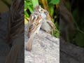 Hungry house sparrow fledgling ❤️🥰🐦