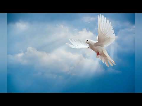 Vasile Oprea - În haine albe (lyrics)