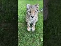 Sound On - Cheetah Purr - Cincinnati Zoo #shorts