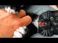 Why Does My Cat LICK ME And Then BITE ME