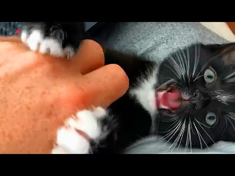 Why does my cat LICK ME and then BITE ME? 🐱