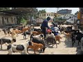Giving Food To Hungry Stray Dog And Wild Money Feeding Monkey Feeding Dog