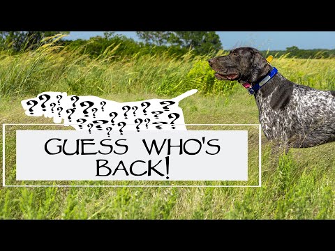 Working Through Steadiness Mistakes - Steady To Wing, Shot, and Fall