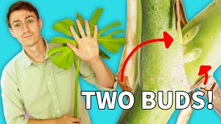 My Mutant Monstera Deliciosa Update