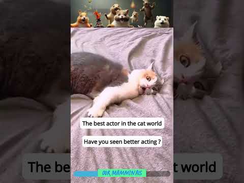 This cat can act, lol #catactor #dramacat