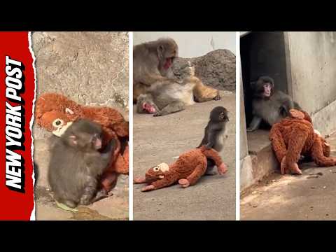 Watch Beloved Punch the Monkey's Journey from Outcast to Acceptance