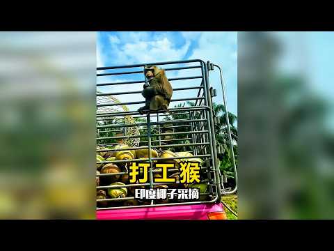 泰國運椰子的車上，為啥總蹲著幾隻猴子？ #泰國 #椰子採摘 #打工猴 #猴子成精 #科普新銳扶持計劃  遵守法律，請勿非法飼養或買賣野生動物