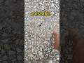 Biggest Gravel Driveway Mistake People Make! #graveldriveway