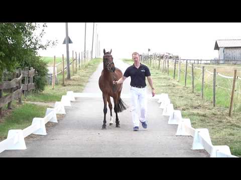 DONNA CELENA 3j. braune Stute v.  Can Dance - LH Cyriac WE