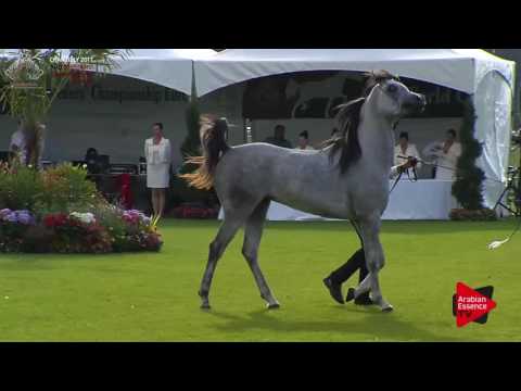 N.65 UL ALONSO - Chantilly 2017 European Breeders'Championship - 2 Years Old Colts (Class 6)