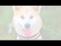 Akita - kukimi 2013 HD 1080P - Beautiful Akita Inu
