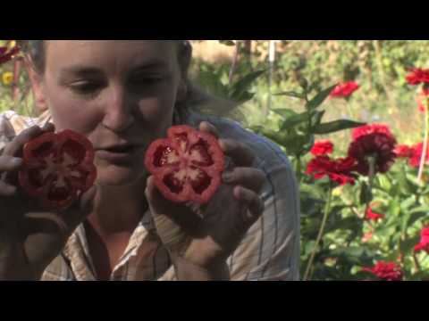 GROW THIS PLANT: German Striped Stuffer Tomato!