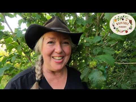 Raintree Nursery's Hazelnut Growing Guide