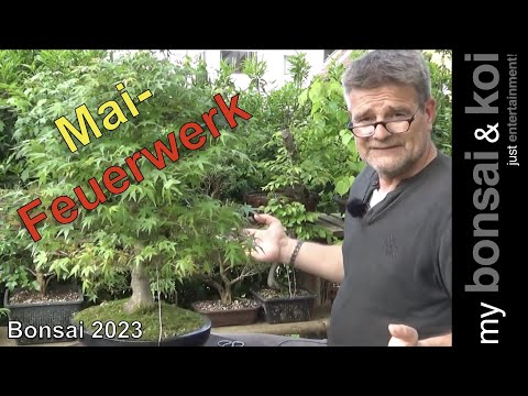 Bonsai 2023-24 - Mai-Feuerwerk - es knallt auch ohne „echten“ Frühling