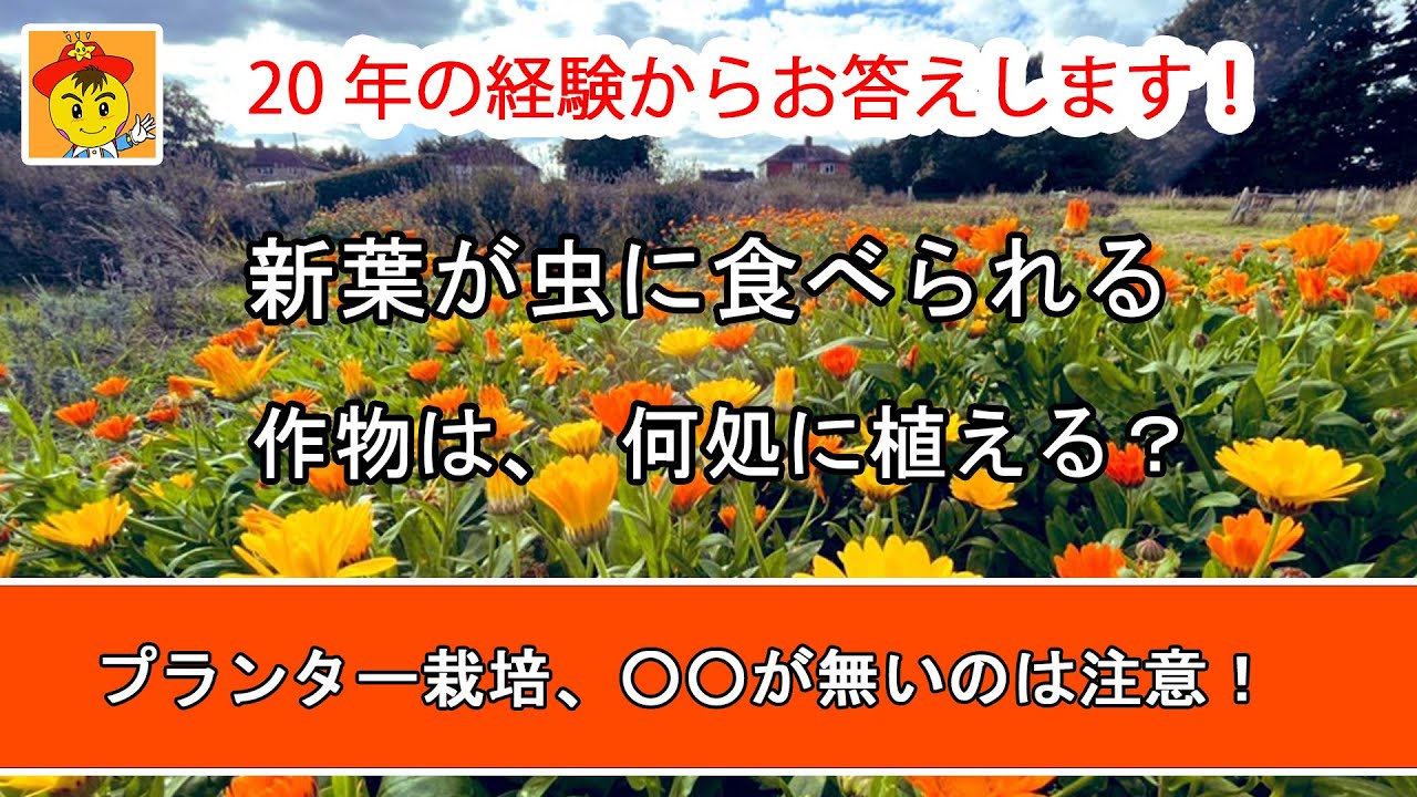 プランター自然栽培の始め方と畑の配置決め｜人参の収穫目安や種取りの時期も解説