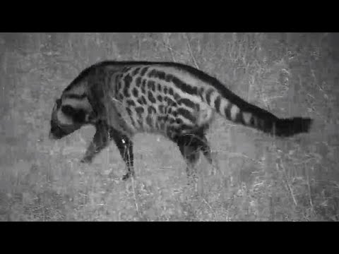 Djuma: Civet - 21:41 - 06/12/20