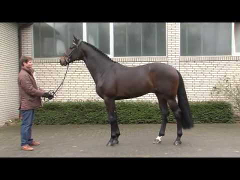 Danzador v. Diamond Hit - Lauries Crusador xx / Hengstvorführung Vechta 2015 / Böckmann Pferde