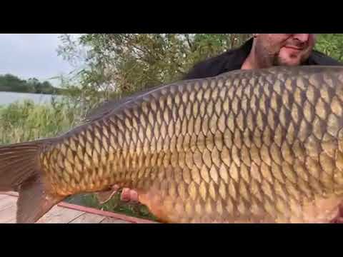 Egy hibátlan Lőkösházi matuzsálem 25+ Crazy Carp Team/Horse Baits Krill