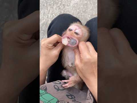 The monkey ate so much that its mother had to take the food out of its mouth.🙉🙉🙉