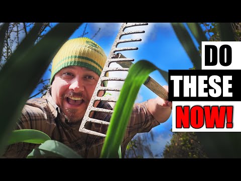 Strawberry Plant Revival Make More And More Strawberry Plants