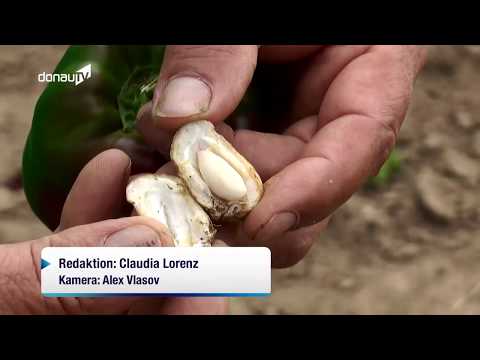 Erdnüsse aus Niederbayern - Alternative Anbaumethoden bei Trockenheit