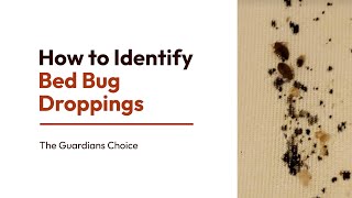 12 Simple Ways to Identify Bed Bug Droppings | How to Identify Bed Bug Droppings