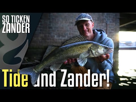 Zander fishing in the tidal zone? This is how zander tick!