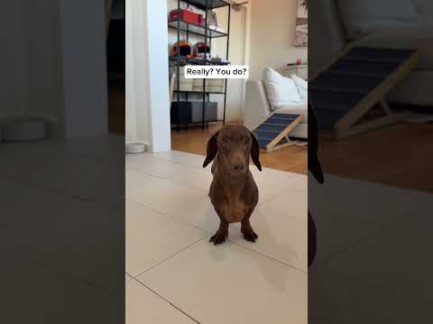 Do you like his multicoloured shirt? 🌈🌈🌈 #fitcheck #haul #dachshund #sausagedog #doglife