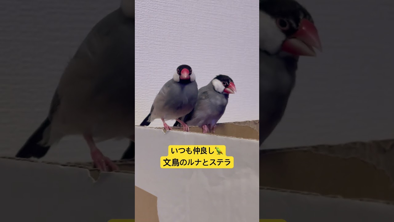 2025年9月10日文鳥との生活#文鳥#ペット #小動物好きと繋がりたい #かわいい #可愛い動物#shortsvideo #shortvideo #shorts #short