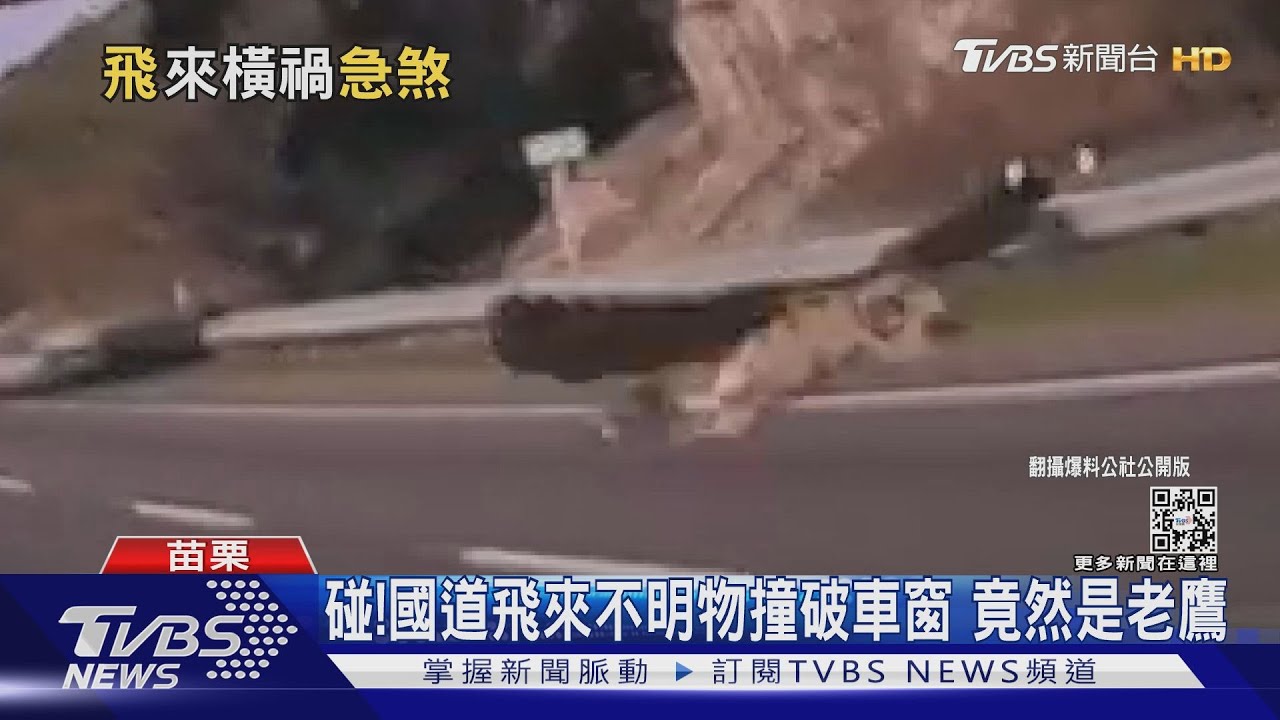 碰!國道飛來不明物撞破窗 竟然是老鷹