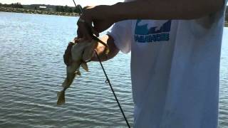 preview picture of video 'PENNSYLVANIA BASS FISHING SUMMER HEAT WAVE'