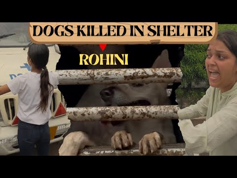 Dogs Killed In Animal Shelter At Rohini | Heartbreaking 
