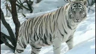 Eino Grön - Valkea Joulu