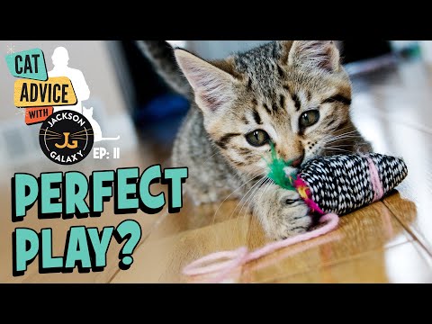 The Perfect Way to Play With Your Cat?