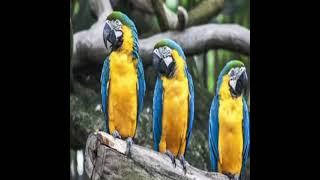 Download lagu cute parrot voice message phone ringtone ll whatsapp status 👍🙏 mp3