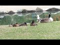 Canada Goose Herring Gull And Ducks Waking Up In The Park