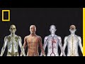 Human Body 101 National Geographic