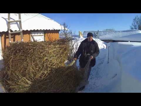 Эспарцетовое сено// Телка стельная,ждём отёла