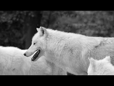 Eldrvak - Heart Of The Wolf | Official Video