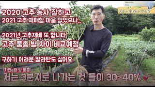 2021년 노지에 고추 재배 확정 !!! 품종은 칼라탄, 소뿔 기타 등등 내병계라도 분명 차이가 있고 생육도…
