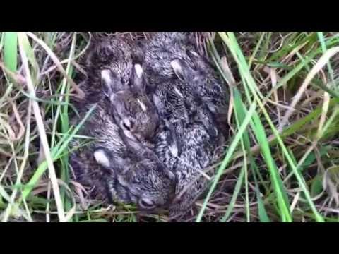 Yavru yaban tavşanları - Baby wild rabbits in nest